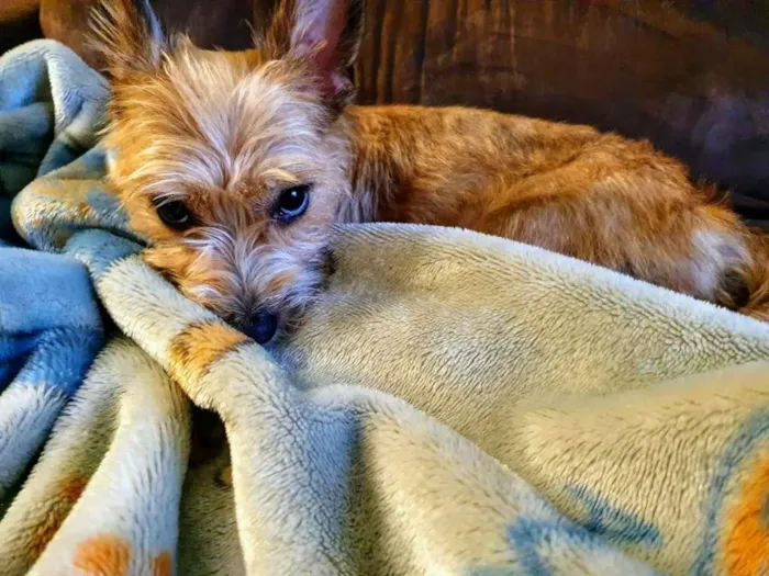 Cachorro ra a SRD-ViraLata idade 7 a 11 meses nome Mel