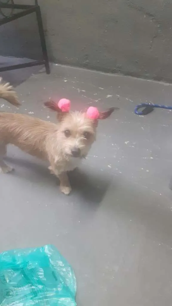 Cachorro ra a SRD-ViraLata idade 7 a 11 meses nome Mel
