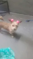 Mel