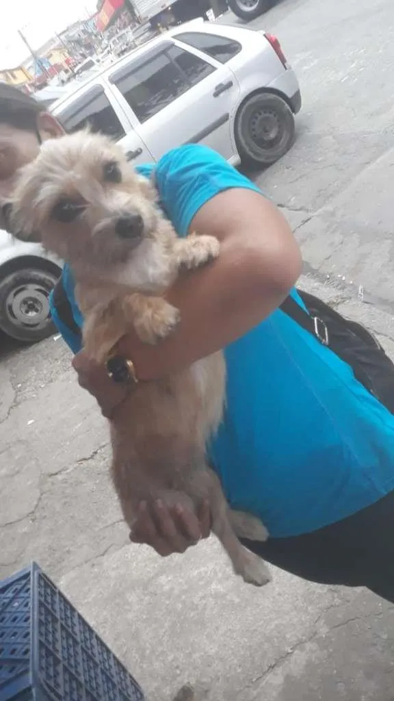 Cachorro ra a SRD-ViraLata idade 7 a 11 meses nome Mel