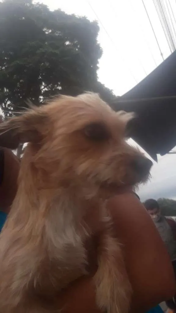 Cachorro ra a SRD-ViraLata idade 7 a 11 meses nome Mel