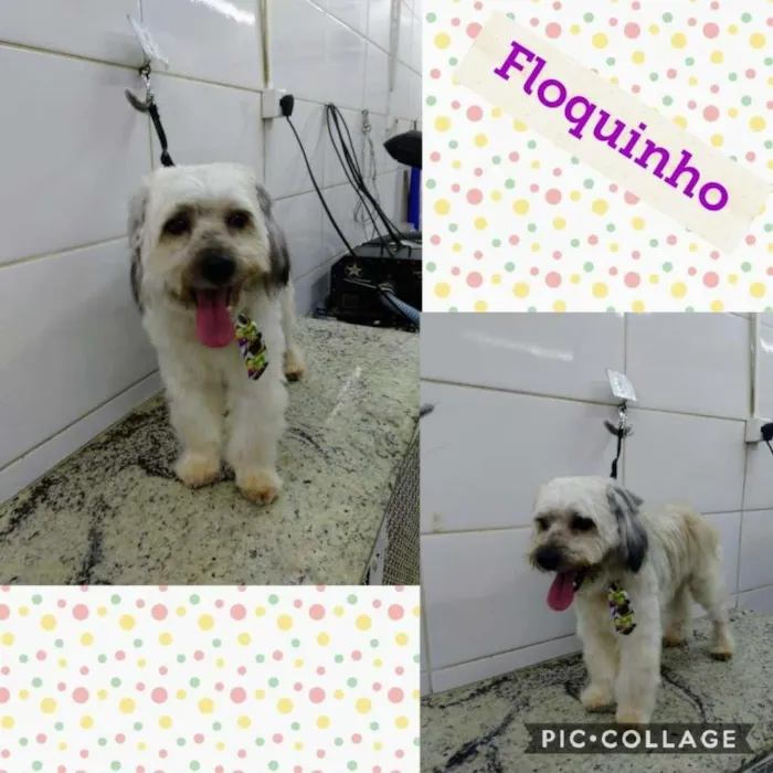 Cachorro ra a Poodle idade 1 ano nome Floquinho
