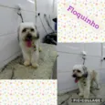 Floquinho