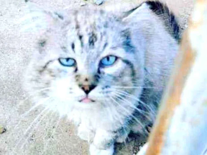 Gato ra a Angora  idade 6 ou mais anos nome Ayko