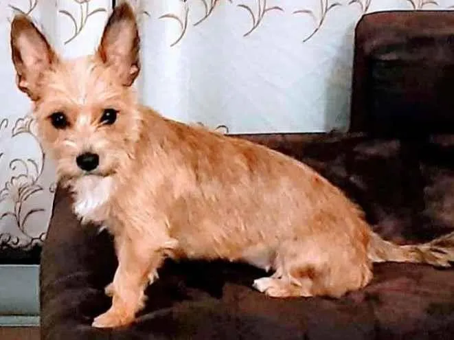 Cachorro ra a SRD-ViraLata idade 7 a 11 meses nome Mel