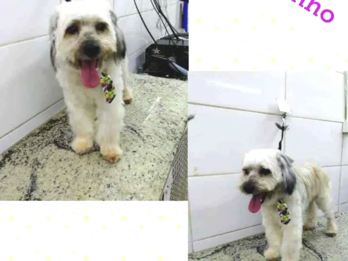 Cachorro ra a Poodle idade 1 ano nome Floquinho