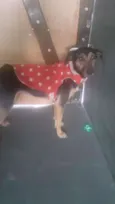 Belinha