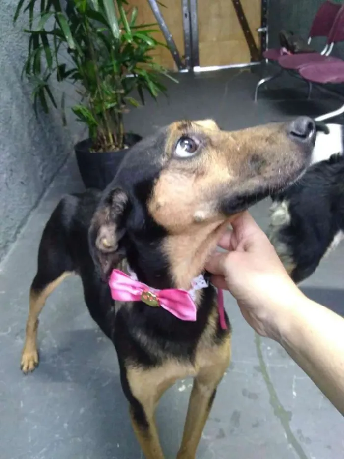 Cachorro ra a SRD-ViraLata idade 1 ano nome Belinha