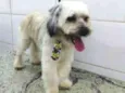 Floquinho