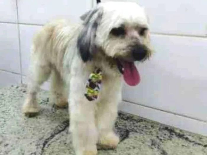 Cachorro ra a Poodle idade 1 ano nome Floquinho