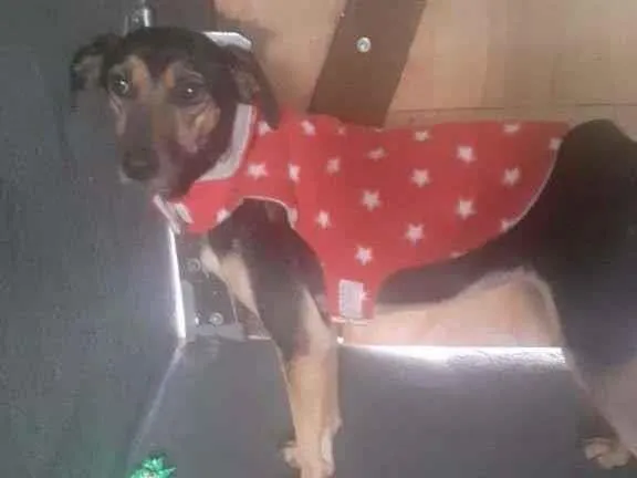 Cachorro ra a SRD-ViraLata idade 1 ano nome Belinha
