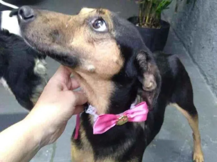 Cachorro ra a SRD-ViraLata idade 1 ano nome Belinha