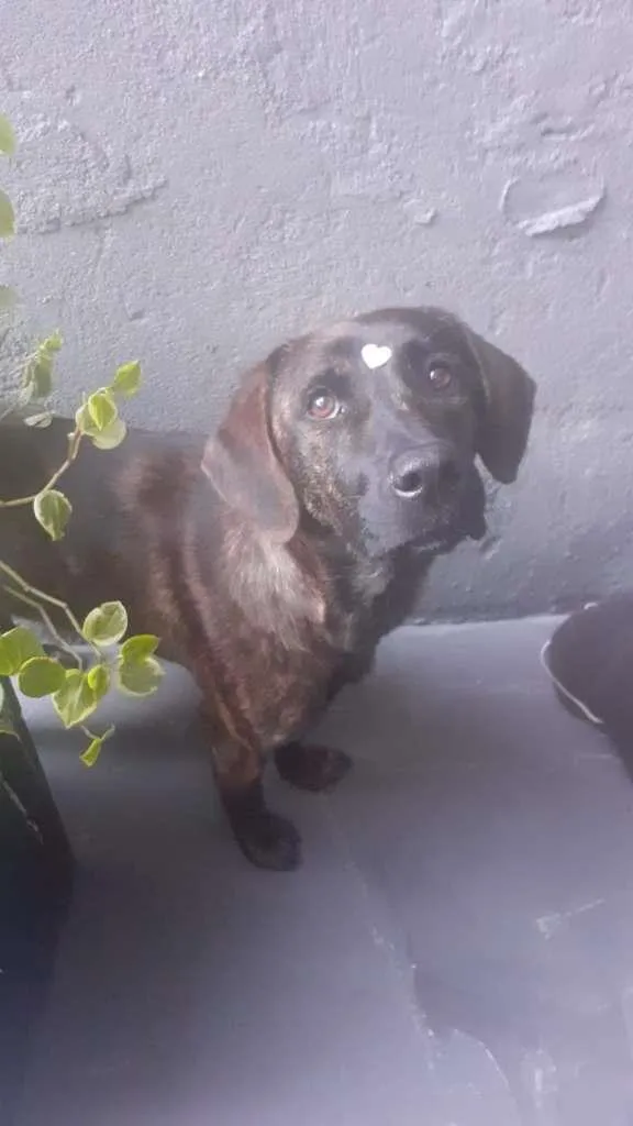 Cachorro ra a SRD-ViraLata idade 1 ano nome Mila