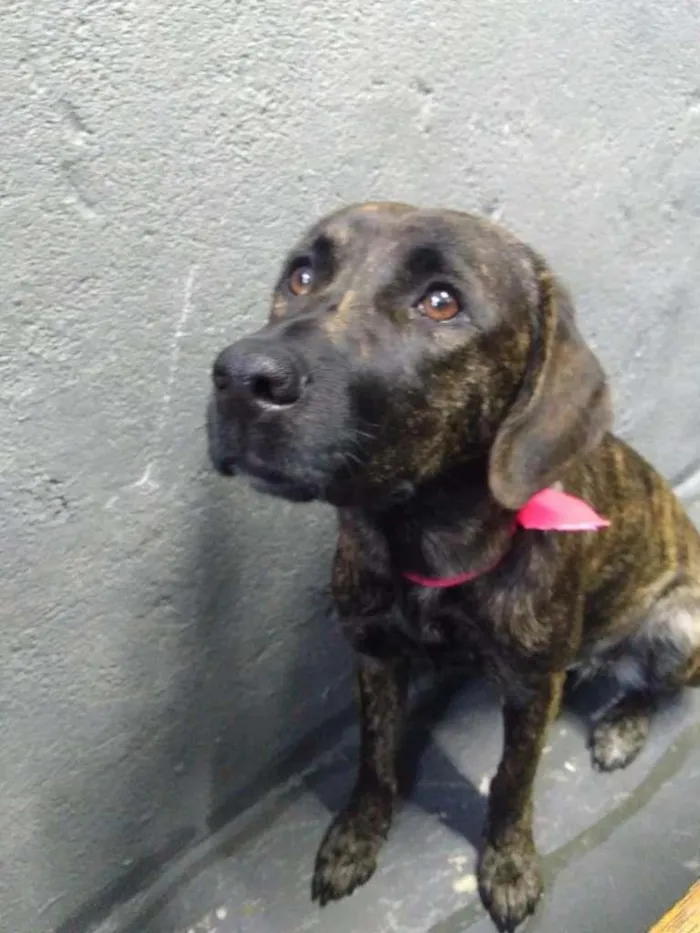Cachorro ra a SRD-ViraLata idade 1 ano nome Mila