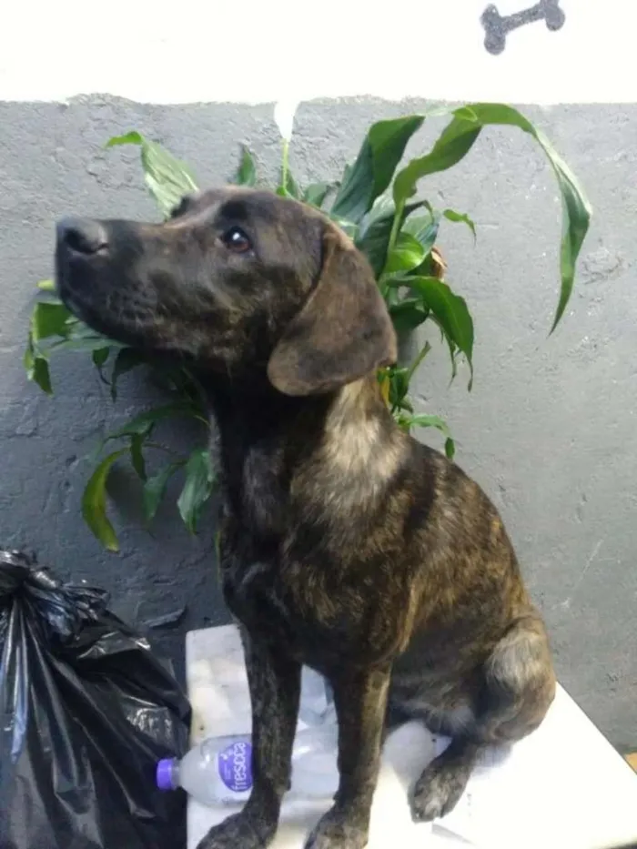 Cachorro ra a SRD-ViraLata idade 1 ano nome Mila