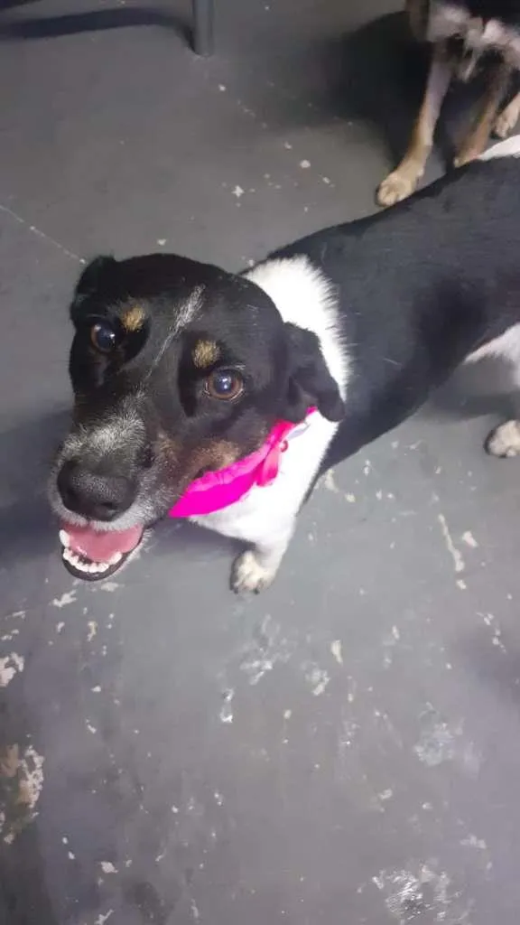 Cachorro ra a SRD-ViraLata idade 1 ano nome Madá