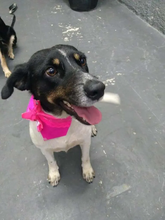 Cachorro ra a SRD-ViraLata idade 1 ano nome Madá