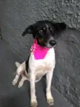 Madá