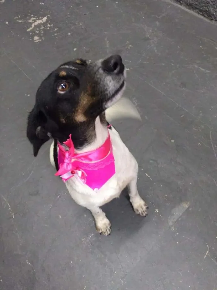 Cachorro ra a SRD-ViraLata idade 1 ano nome Madá