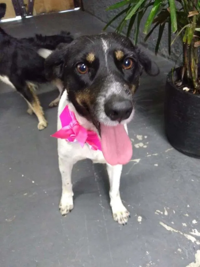 Cachorro ra a SRD-ViraLata idade 1 ano nome Madá