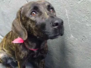 Cachorro raça SRD-ViraLata idade 1 ano nome Mila