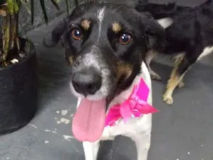 Cachorro raça SRD-ViraLata idade 1 ano nome Madá