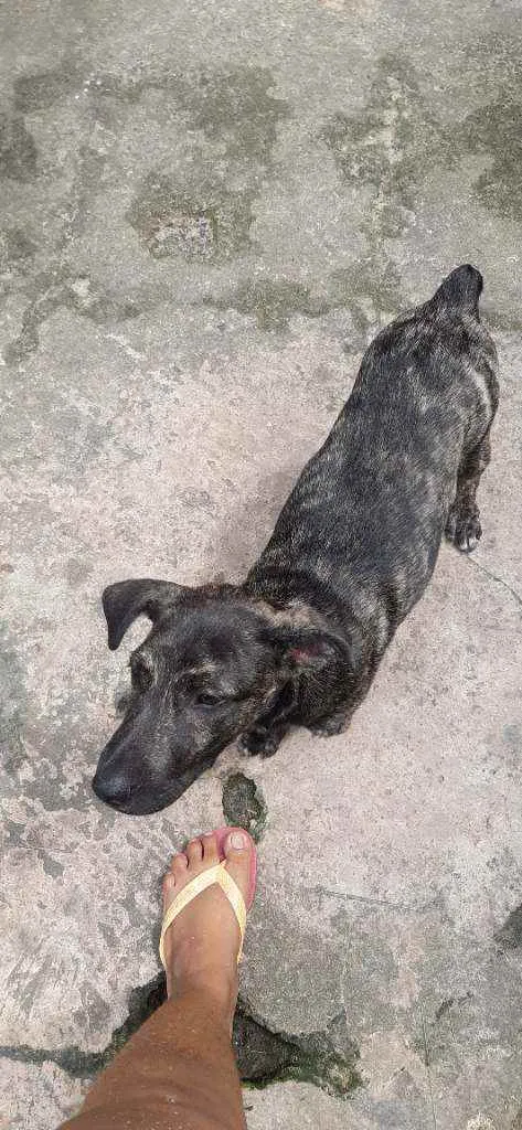 Cachorro raça Vira-lata idade 2 a 6 meses nome Jerry
