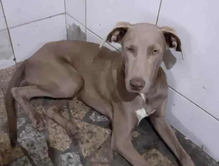Cachorro ra a weimaraner idade 7 a 11 meses nome Hércules
