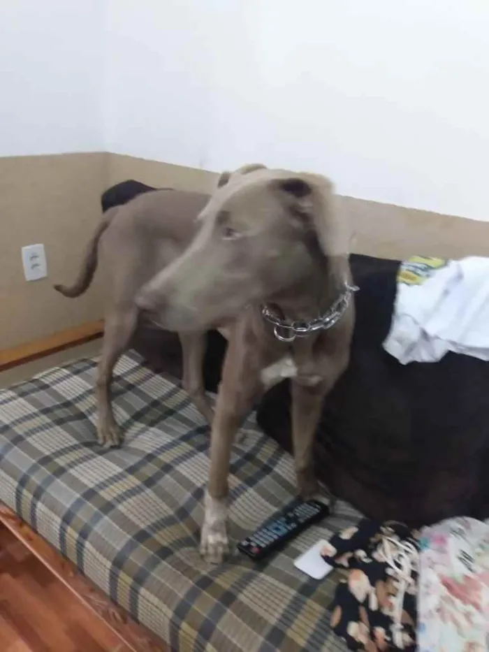 Cachorro ra a weimaraner idade 7 a 11 meses nome Hércules