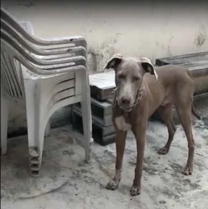 Cachorro ra a weimaraner idade 7 a 11 meses nome Hércules