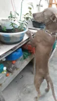 Hércules