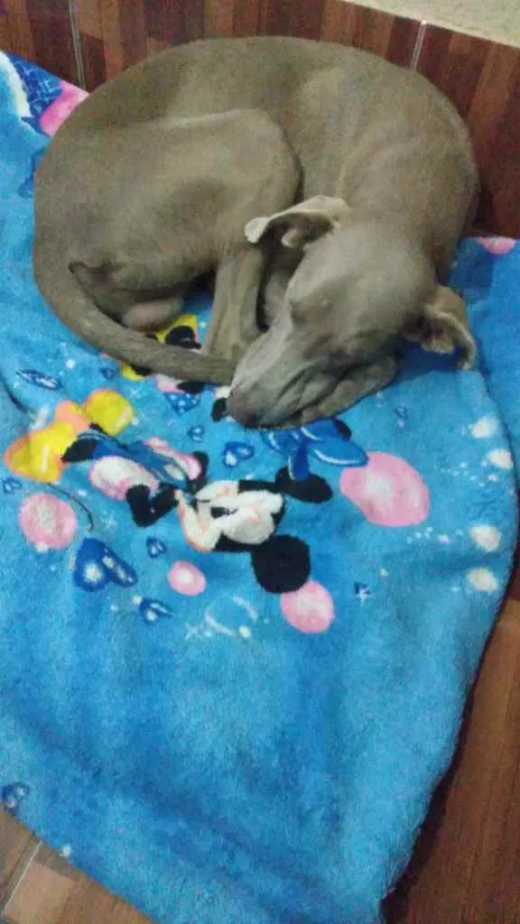 Cachorro ra a weimaraner idade 7 a 11 meses nome Hércules