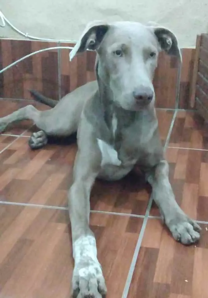 Cachorro ra a weimaraner idade 7 a 11 meses nome Hércules