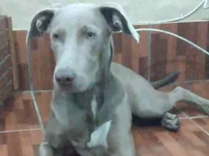 Cachorro raça weimaraner idade 7 a 11 meses nome Hércules