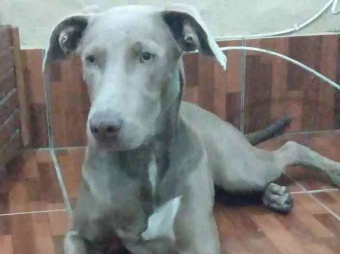 Cachorro ra a weimaraner idade 7 a 11 meses nome Hércules