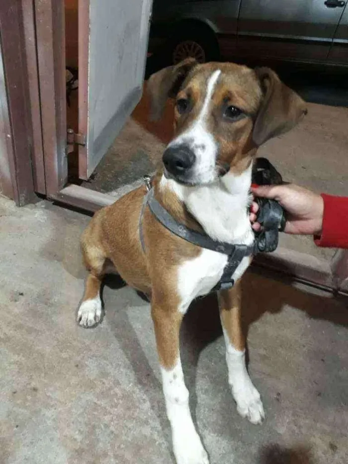 Cachorro ra a Viralata idade 2 a 6 meses nome Nero