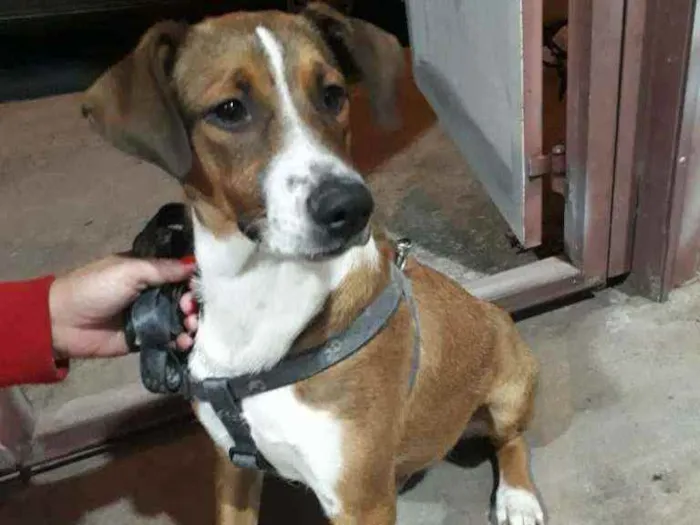 Cachorro ra a Viralata idade 2 a 6 meses nome Nero