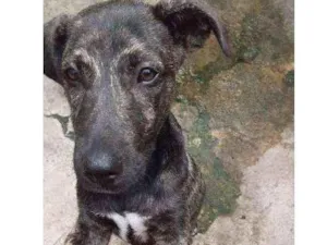 Cachorro raça Vira-lata idade 2 a 6 meses nome Jerry