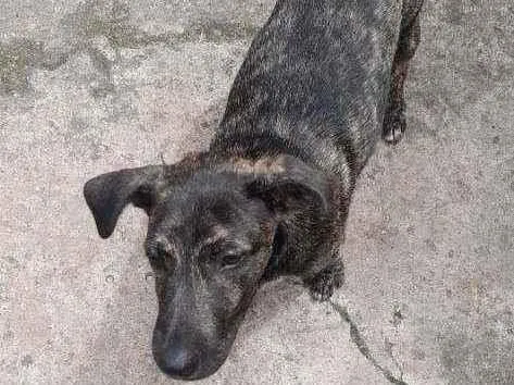 Cachorro raça Vira-lata idade 2 a 6 meses nome Jerry