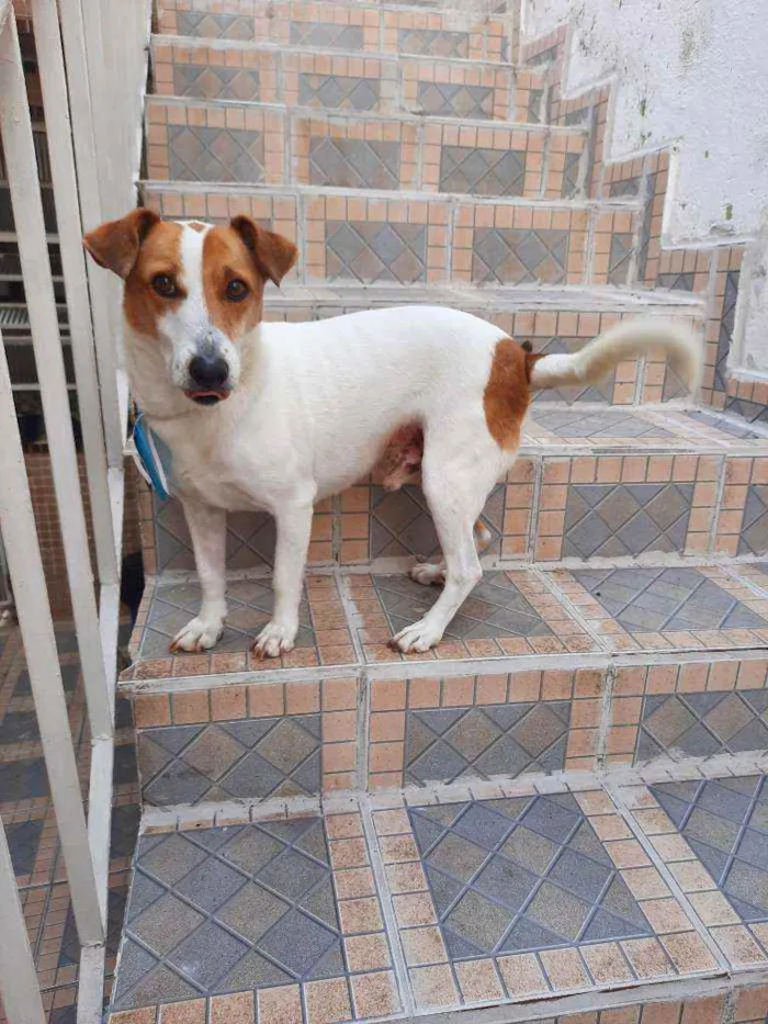 Cachorro raça Srd idade 5 anos nome Dudu