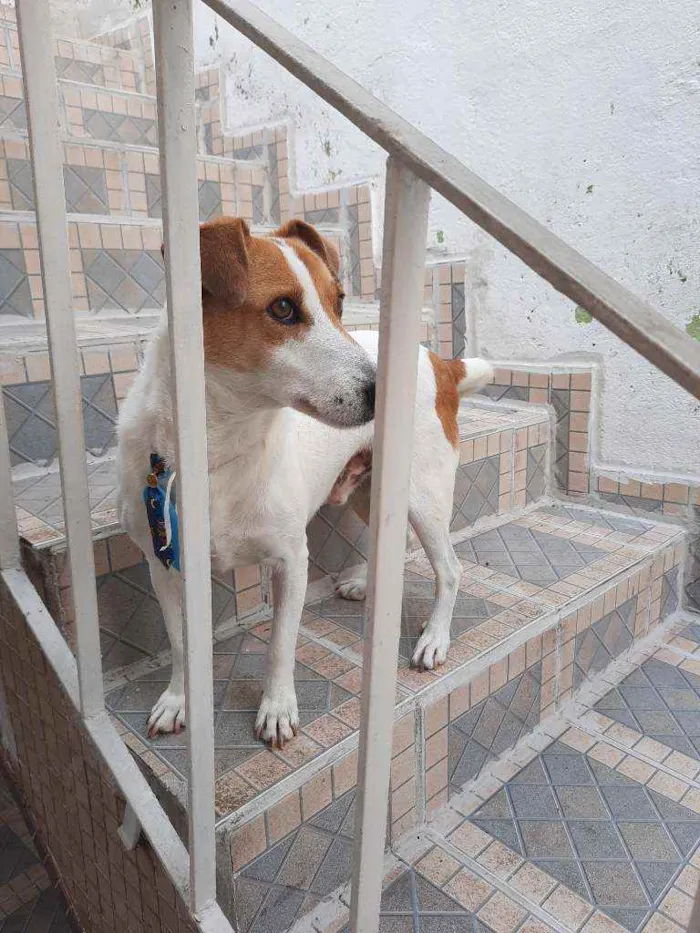 Cachorro raça Srd idade 5 anos nome Dudu