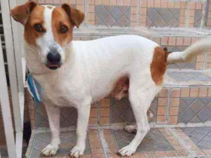Cachorro raça Srd idade 5 anos nome Dudu