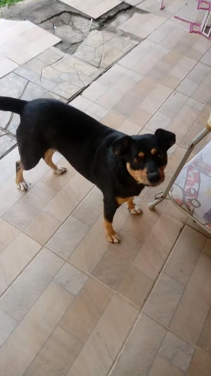 Cachorro ra a SRD-ViraLata idade 5 anos nome Chiquinha