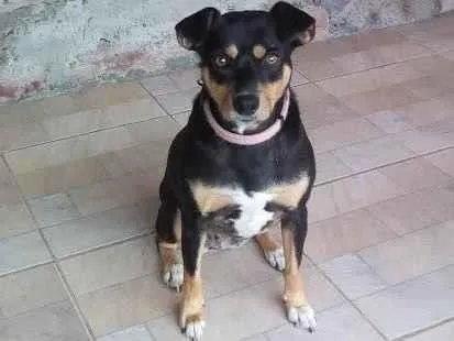 Cachorro ra a SRD-ViraLata idade 5 anos nome Chiquinha