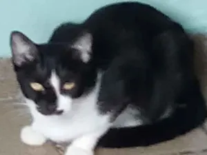 Gato raça  idade 1 ano nome Corona