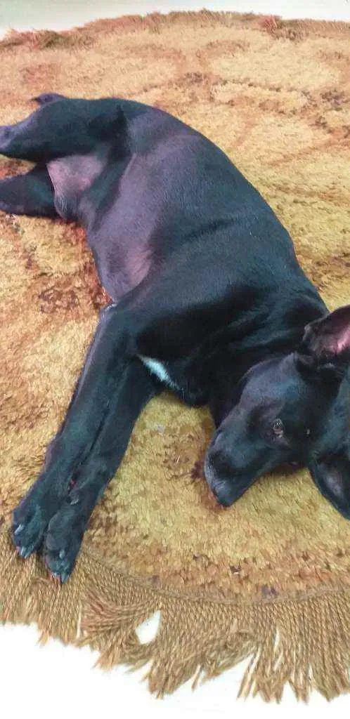 Cachorro ra a INDEFINIDA  idade 4 anos nome Negão 