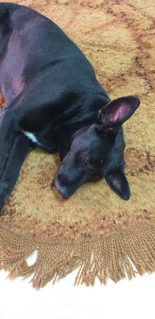 Cachorro ra a INDEFINIDA  idade 4 anos nome Negão 