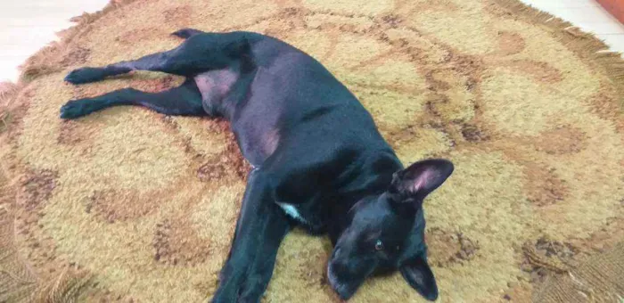 Cachorro ra a INDEFINIDA  idade 4 anos nome Negão 