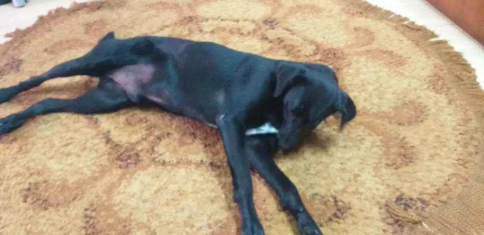 Cachorro ra a INDEFINIDA  idade 4 anos nome Negão 