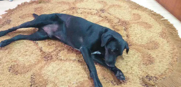 Cachorro ra a INDEFINIDA  idade 4 anos nome Negão 